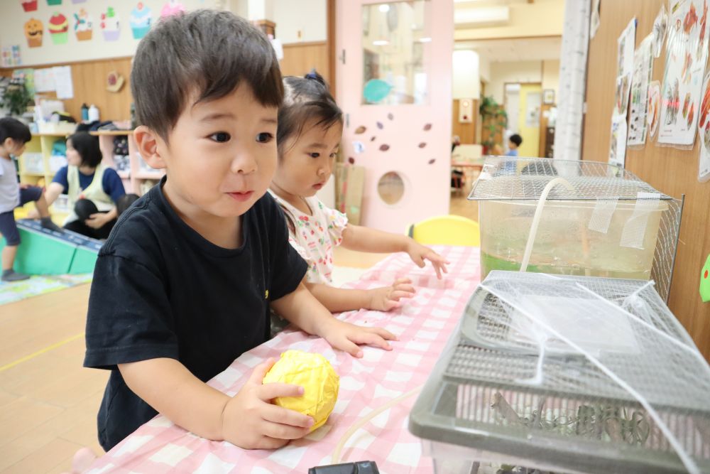 餌をあげたり家の掃除をしたり
子どもたちと一緒に飼育することで
生き物をかわいく思い
大切にしようとする気持ちが芽生えたらいいなと思います♡



クマ組さんに新しい友達が・・・♡
小さなアマガエルが５ひき！！
生き物の観察がまた楽しくなりました♡