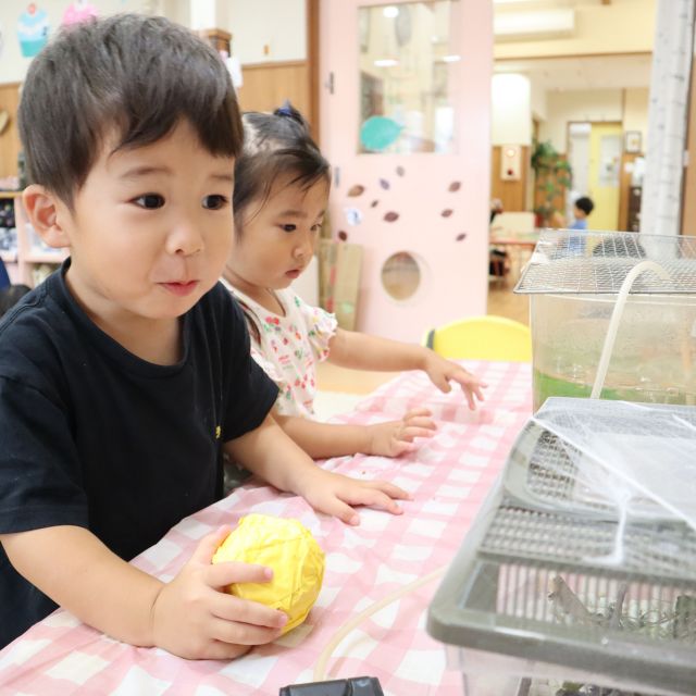 ＊　２歳児　カエルの仲間入り　＊