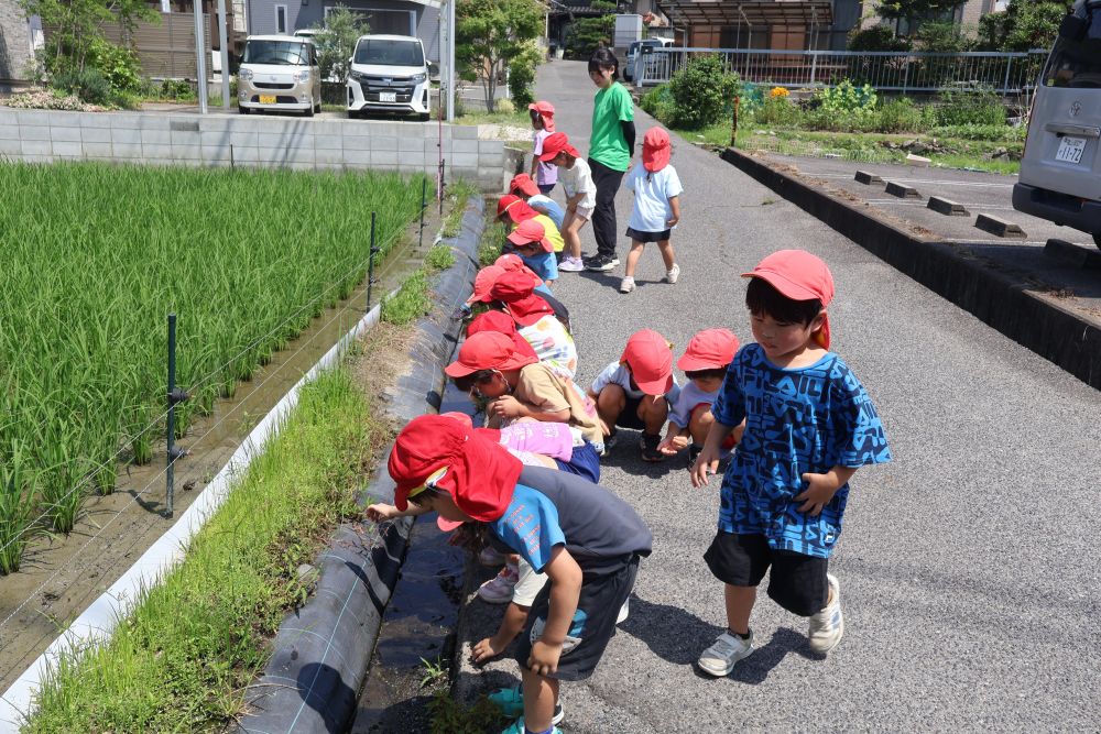 久しぶりのいい天気♡
暑さに気をつけながらも
少しだけ近くの田んぼへ散歩に行くことに♡

散歩の目的は
“おたまじゃくしとカエル”がいるかどうか！
「ついでにカメがおったらいいな〜♪」
と意気揚々と進むゾウ組さん！

田んぼに着き,,横の溝を除くと
「うわ～、いっぱいおる〜！」
と予想をはるかに超える
カエルとおたまじゃくしにびっくり👀！

