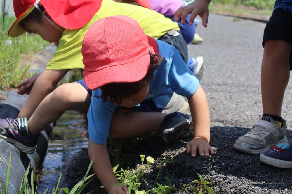 見るだけのつもりが  ・ ・ ・ 
ソワソワする子どもたち

「捕まえてみたい ・ ・ ・」
そっと水に手を入れてみる

「うわ～、おたま逃げるのはやいわ！」
「こっちこっち！こっちにおたまおるよ！」
「ここにもおたまいっぱい♡」
「ちっちゃ！カエル小さすぎっ！」

なぜかゾウ組さんの中で
おたまじゃくしの呼び方は　“おたま”（笑）
そして捕まえるのに大盛り上がり！
