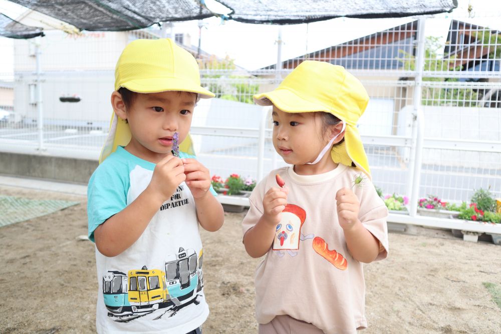 園庭に咲くラベンダーの花が綺麗に咲いていたので、みんなで香りを楽しみました


クマ組さんがラベンダーの香りをどんな反応をするかと、近くにいたNくんに
「Nくん、キレイなラベンダーの花どんな匂いがする…？」と聞いてみると・・
「いい香り！」
Nくんは、ラベンダーの香りがお気に入りのようでした♡
近くにいたｋちゃんも興味を持ち一緒に香りを楽しみました