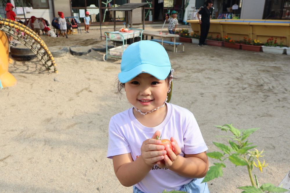 朝園庭に出ると
「トマト大きくなってる😲」
「トマト🍅が赤くなってる！！」
毎日チェックしていたＭちゃん
ついにトマトを収穫😊
