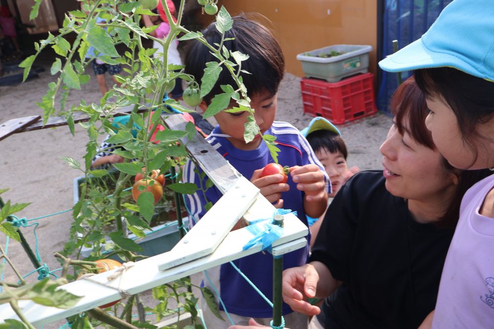 一つ赤くなるとどんどん赤くなるトマト
「なんかやわらかい…」
「給食の時食べてみたい」
遊びながらも日々夏野菜の生長を楽しみにしていて
もう少しでトウモロコシ🌽も収穫できそうです♡