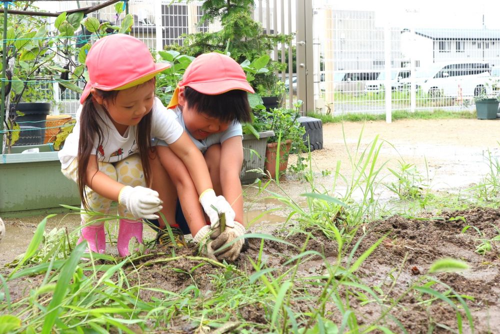 収穫しながら泥んこ遊び、虫探し・・
楽しみがたくさんかくれてる♡

「虫がおるー！でもじゃがいももあるんよ！」
「抜けんけ誰か手伝ってー！」
「これ抜いたら、虫も見てみよう！」
