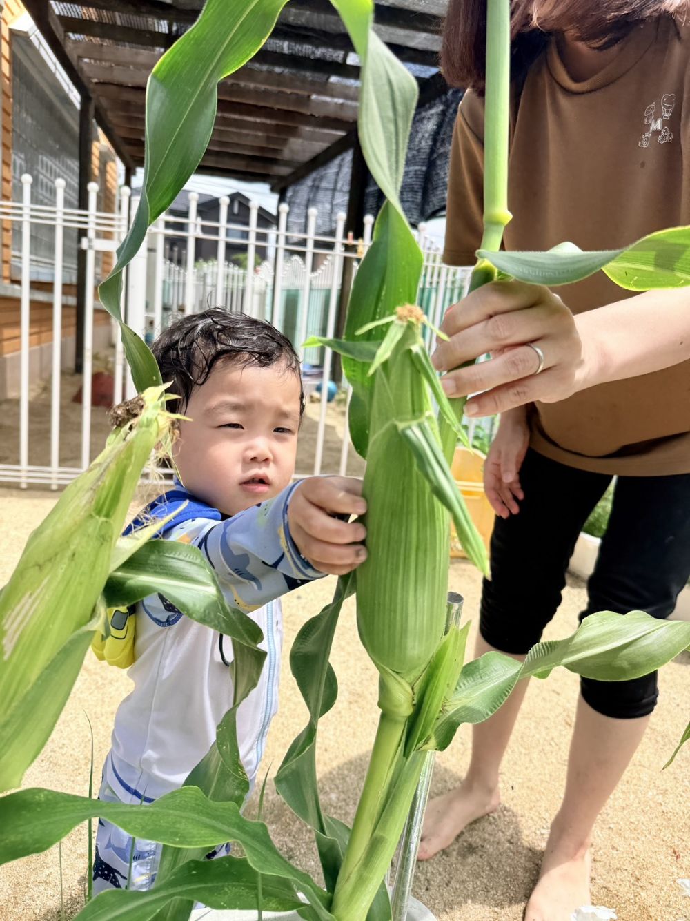 クマ組さんが大切に育てた
トウモロコシができたので収穫したよ🌽