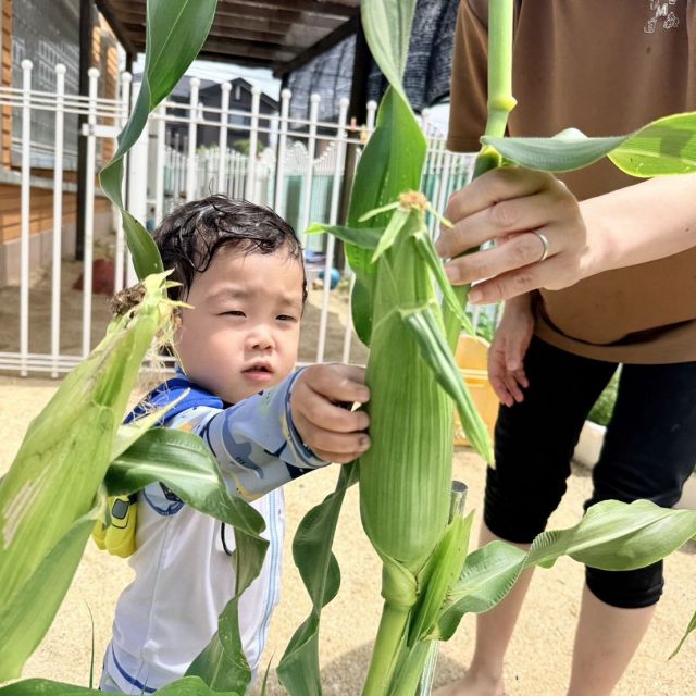 トウモロコシを収穫したよ　～2歳児 　クマ組～