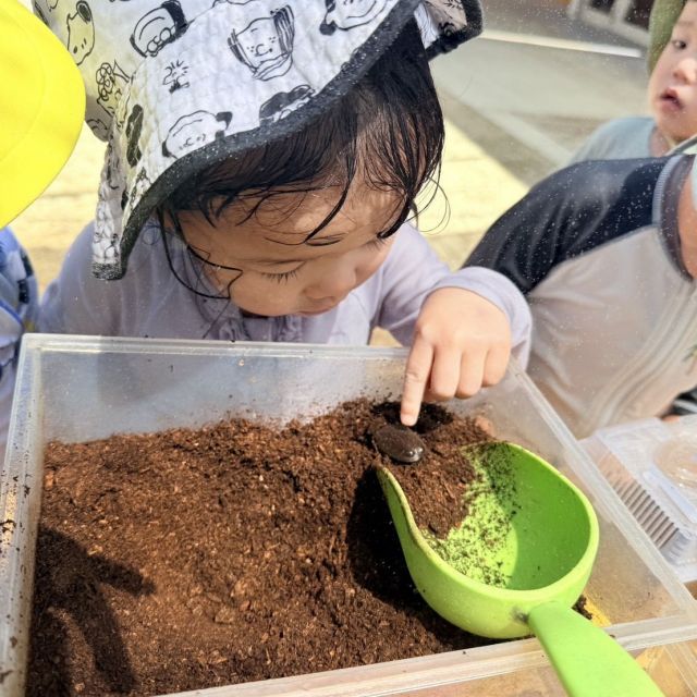 カブトムシがかえったよ　　～2歳児 　クマ組～
