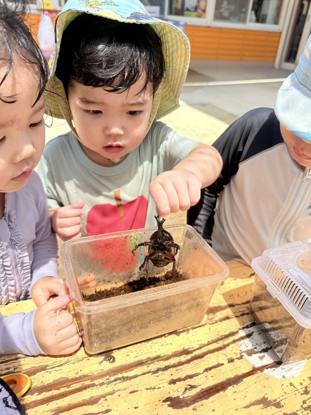 「こわい！」　「おっきいね！」　「おおまたひろげとる！」 
など、色々と子どもたちからの言葉もでてきて、
カブトムシの成長とともに、子どもたちの成長も感じました☺️