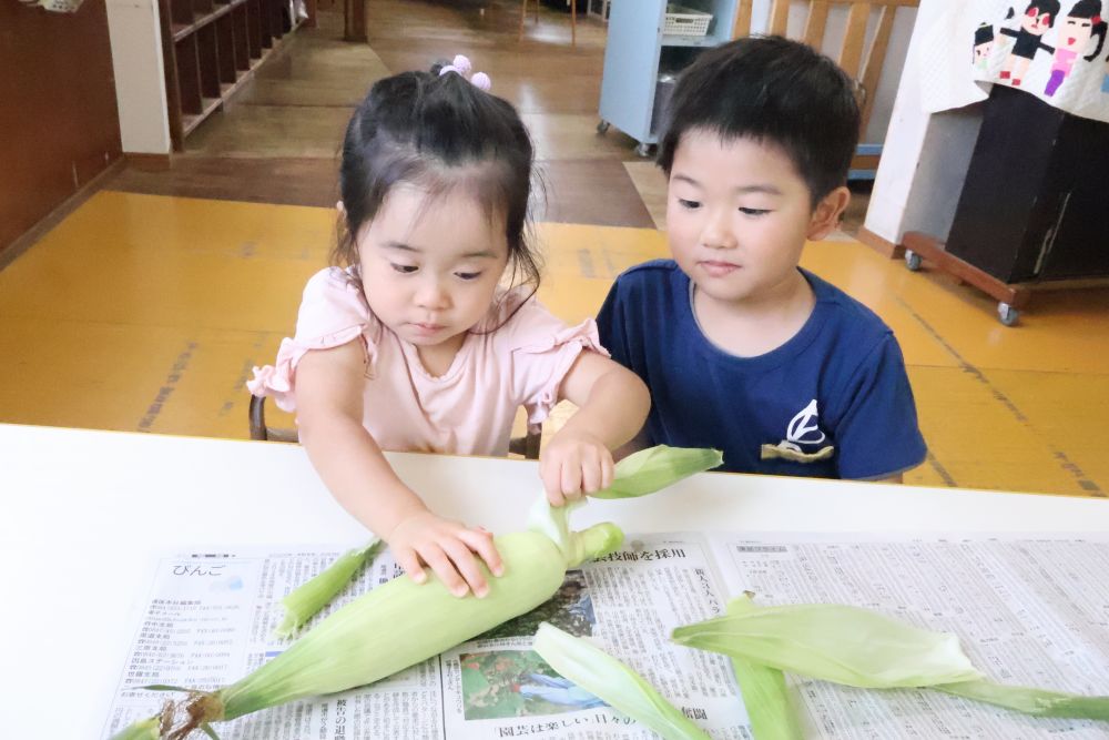 今回の食育は夏の野菜、とうもろこし♡
甘くておいしい、とうもろこしはどんな野菜なんだろう・・・！
みんなで一緒に触ってみよう🎵
皮をむいて！もう一回・・・
たくさん皮の洋服を着ていたね。「ぜんぜんででこん～！」という声も😆