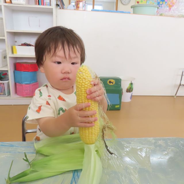 食育の日　トウモロコシの皮を剥いて食べたよ🌽