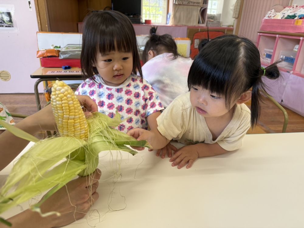 7月の食育はトウモロコシ🌽

皮を剥いてみるMちゃん
思ったより皮が硬かったけど、指先をつかって一生懸命引っ張っていました！！
