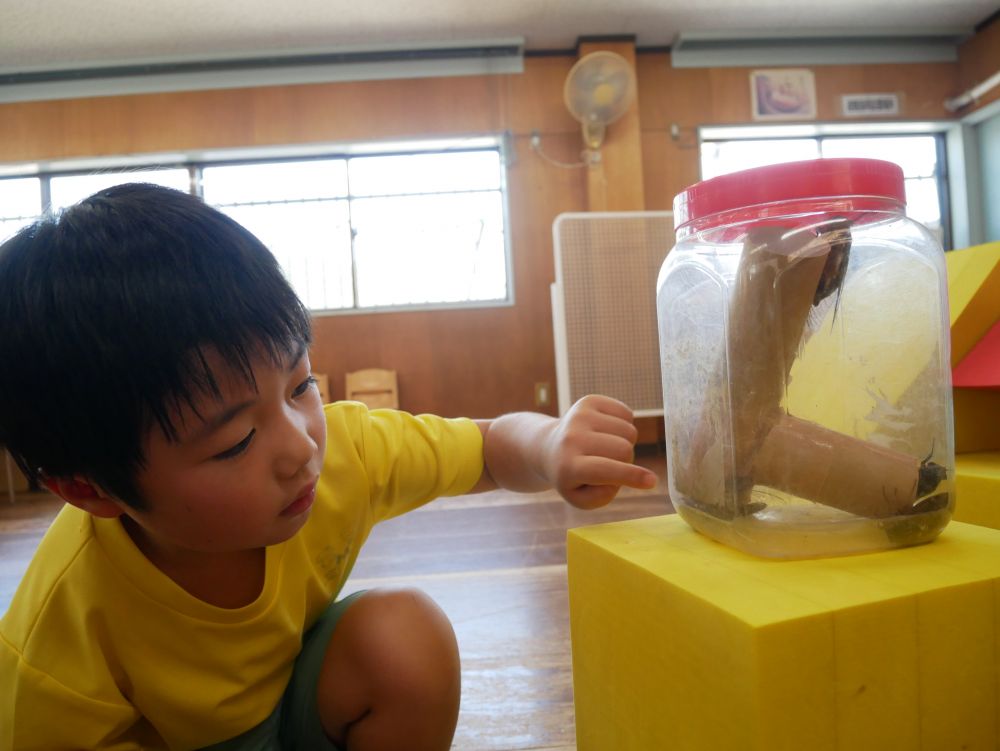 「捕まえたい！！」　「おった」と必死
夢中でセミを捕まえていました♪

園に戻ってみんなで観察
「これアブラゼミとクマゼミって言うんよ」
と友達に教えてもらい
「クマゼミ？」　と確認しながら観察するGくん

