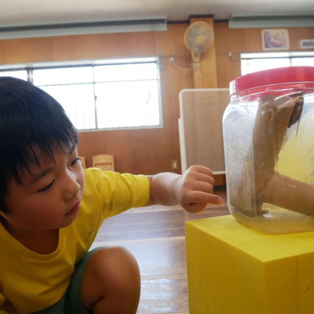 セミの観察　＊２．５歳児＊