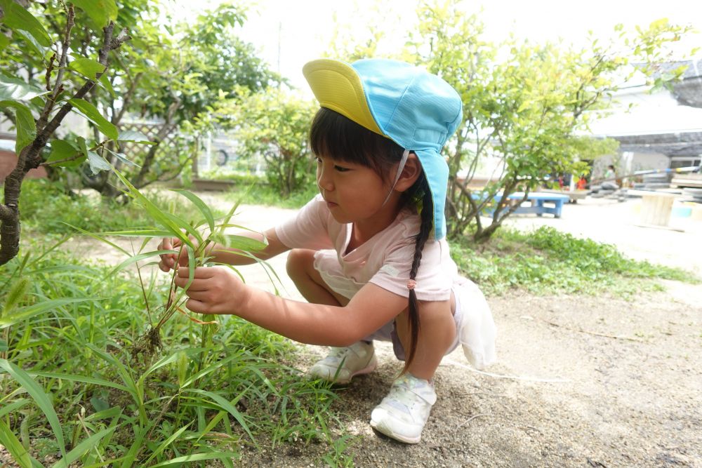 園庭のねこじゃらしを
集めていたAちゃん
「何に使うの？」
「目に色塗るときと
　チークするときの
　ブラシにしようと思って♡」
ナイスアイディア！！
「ちょっとくすぐったいかなぁ？」
想像しながら摘んでいました♡