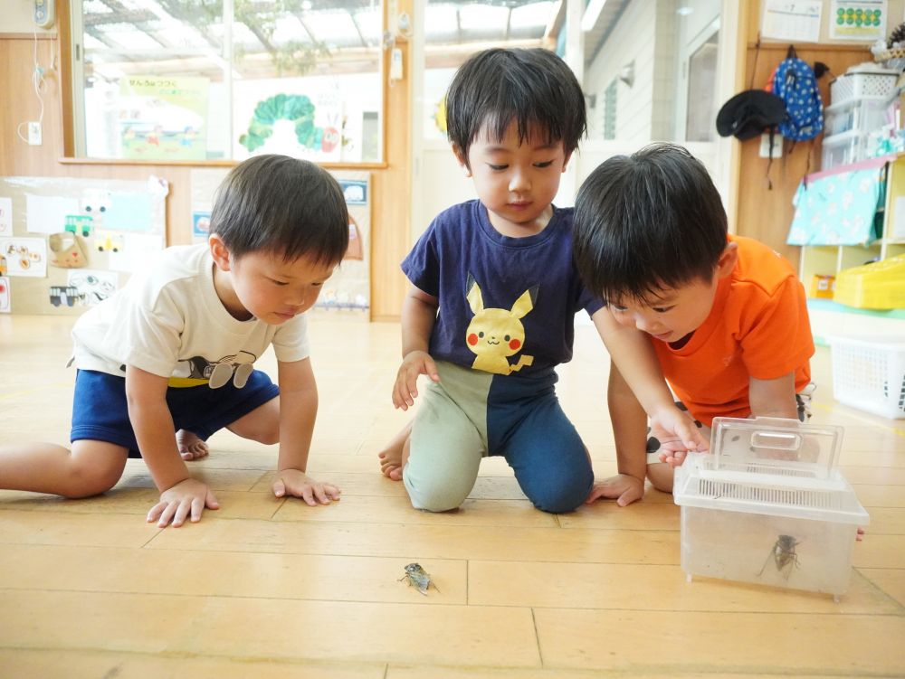 「なんの音？」
「なにが泣いてるの？」
セミの声に興味を持ち始めたクマ組さん！
聴いて…　見て…　触って…
遊びの中で五感を働かせながら
夏の虫”セミ”に興味をもつ♡



キリンさんが捕まえたセミをクマ組さんにも見せてくれました！
「泣かないね」
「飛ぶかな？」
「わっ羽が動いた！」
興味津々で釘付け♡