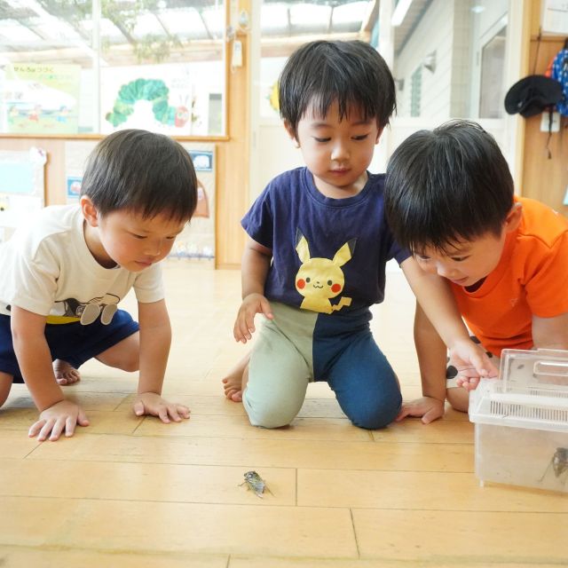 ＊　2歳児　セミ　＊