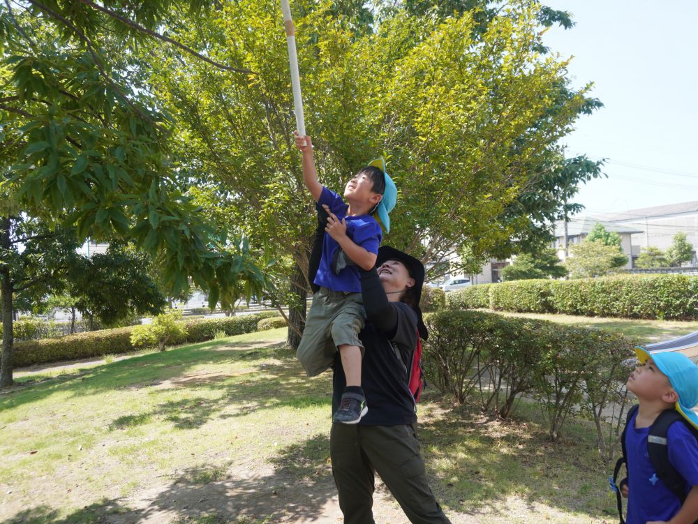 「あんな高い所におる！届かん！」
先生と協力して高い所のセミもゲット♪
子ども以上に楽しんでいるのは先生たちかもしれません♡