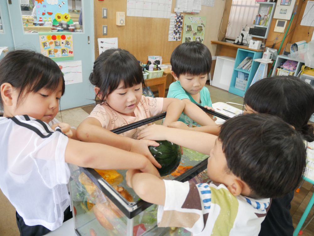 「うわー重すぎ！！落ちる～」

触って重さを感じたり
イメージして考えたり
実際に試すことで「なんで？」と
不思議に感じたり
疑問を持ってたくさん考えた食育活動🍉
またまた楽しみながら食への関心が深まりました
お家でも子ども達に今日のことを
質問して聞いてみてください♪