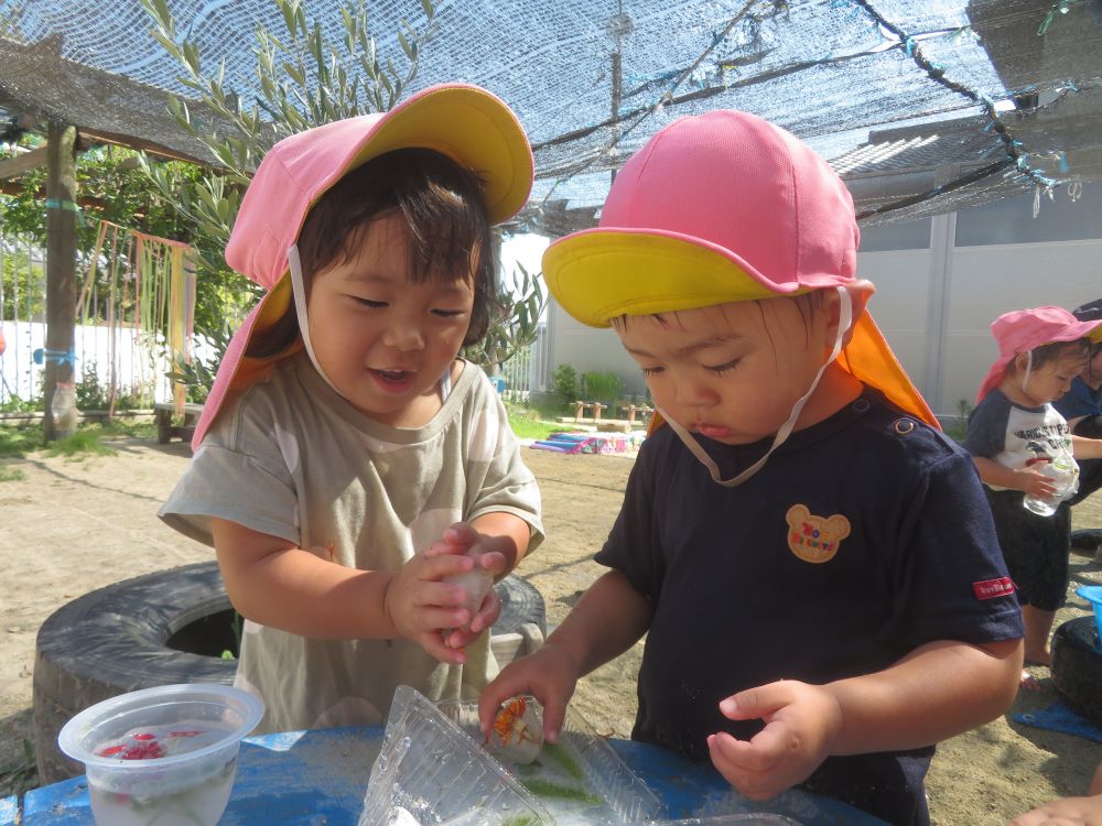 水遊びが大好きで毎日楽しむヒヨコ組さん！
今日は水遊びと一緒に氷遊びも楽しみました


園庭に生えた草花を入れて凍らせた氷！
1番に氷に気づいたYちゃんはその感触のとりこに・・・♡
手で転がしてつめたさを楽しんでいると・・・
その様子を見て近づいてきたNくん
2人でおもしろさを共有するように笑い合いながら触ります！