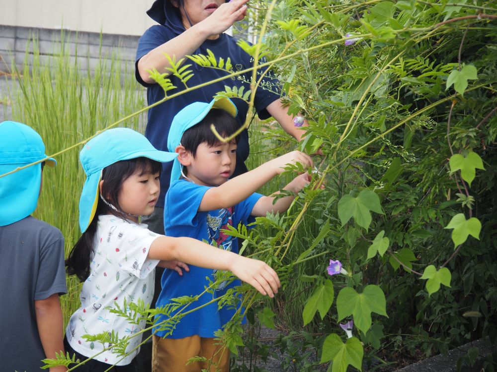 この夏プールに水遊び
セミ捕りに虫のお世話
かき氷🍧やスイカ🍉も食べて
夏を満喫したキリン組さん

その中でもあさがおでたくさんの
色水ジュースを作って遊びました
そんなあさがおで先生が押し花を作ってみると…
「これって本物のお花？？」
「どうやったん？」
と興味津々のみんな♡
夏の終わりに押し花に挑戦しました⭐