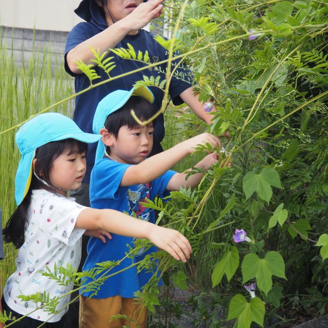 押し花に挑戦🌺　＊５歳児＊　