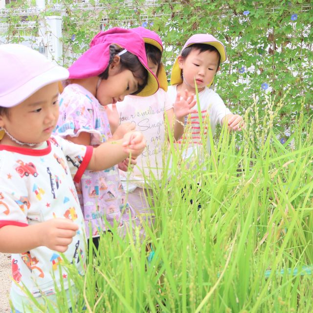 ＊　３歳児　お米がぺちゃんこじゃー！　＊