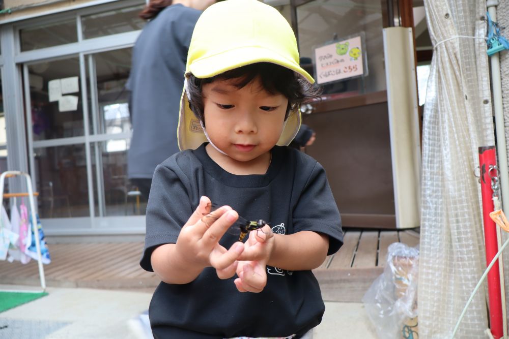 夏の暑さも和らぎ
園庭では気持ちの良い
風が感じられるようになりました😊

秋の虫といえば『トンボ』
お部屋で迷子になっていた
トンボを先生が捕まえてくれました！

虫が大好きなIくん！
早速手に取り観察しています👀
虫の持ち方がとっても上手✨