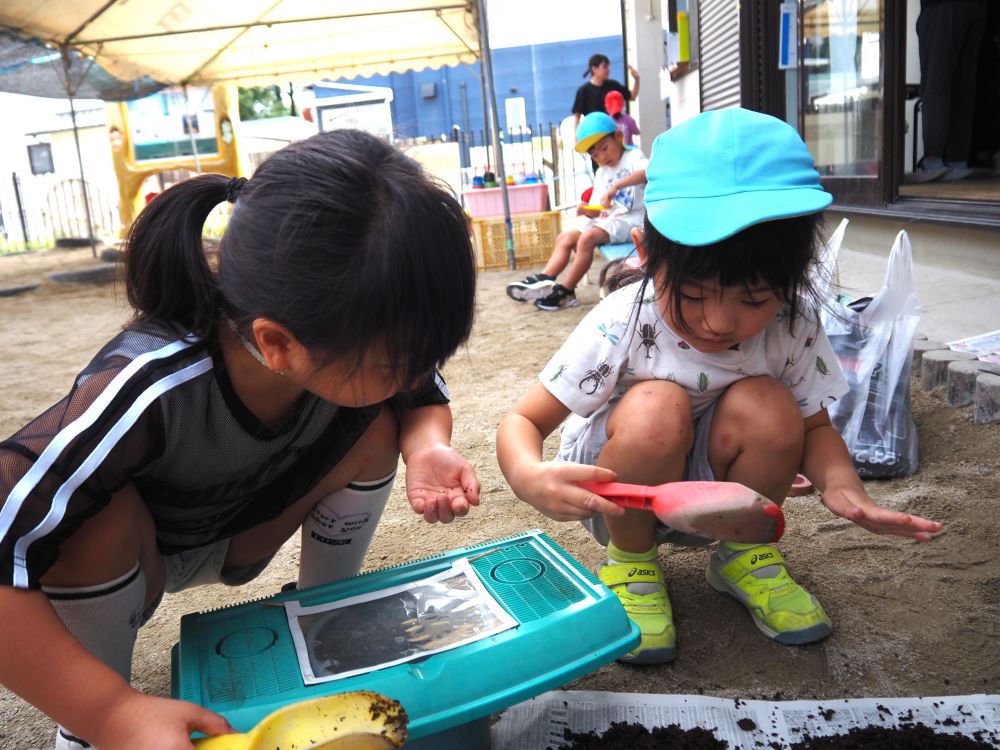 掃除しようと土を入れ替えていると
「あ！！卵！！」　「ここにも！！」
「まだおるかも、優しく触って」
たくさん卵が産まれました🥚

死んでしまったカブトムシもいますが
捕まえたらそのままではなく
元気なまま逃がしてあげたり
飼育すると決めたからには
自分たちで掃除をしたり、エサをあげたり
最後までお世話することが大切だと
感じてくれるだけでも大成長♡
そのおかげもありまだまだ元気いっぱいです