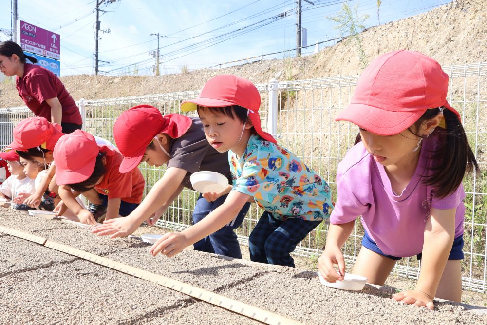 
小さな種をなくさないように大事に持ち
松浦先生の話をよく聞いて
大根の種を土にいれ
そっと優しく土を被せるゾウ組さん

