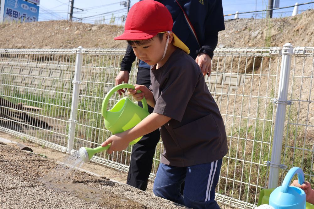 
「はやく大きくなってね♡」
「おいしい大根になぁ～れ♡」

とつぶやきながら
お水をたっぷりあげる子どもたち！

収穫が楽しみです✨