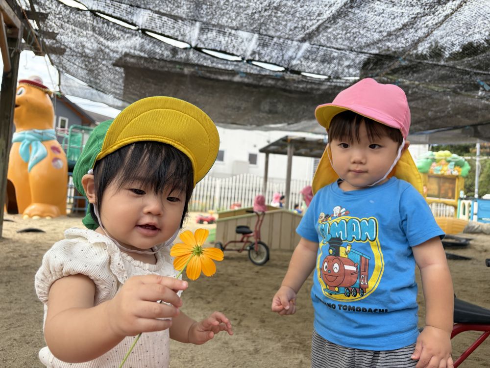 ヒヨコ組のお兄ちゃんがコスモスをくれたよ。
嬉しそうなKちゃん。
大事そうにずっと持っていましたよ。