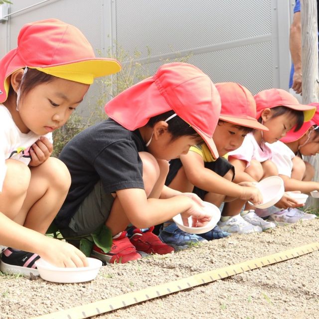 ＊４歳児　大根の種植え　＊