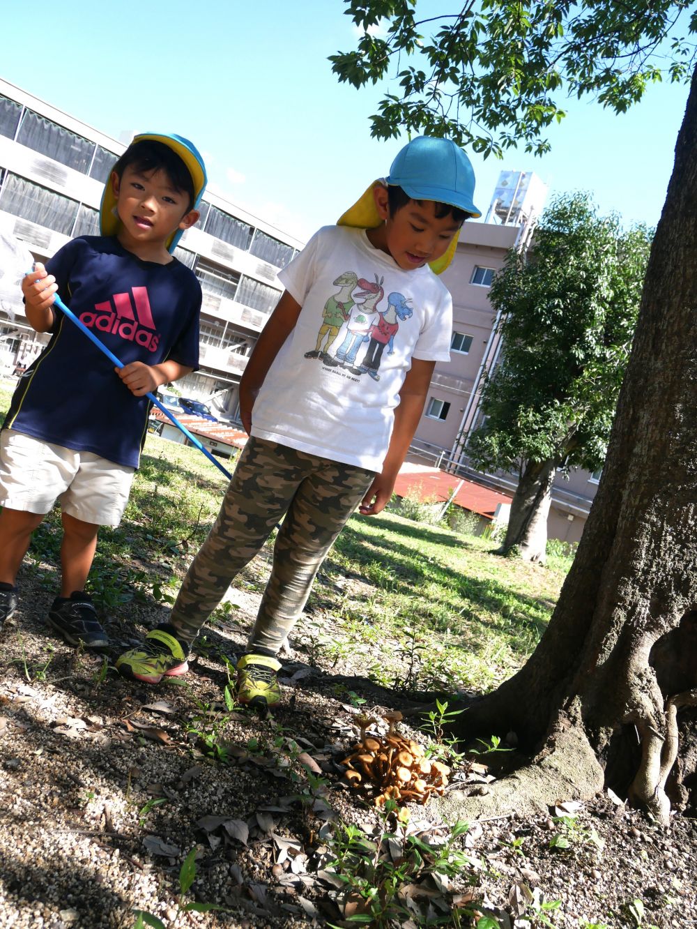 こっちでは…
「しめじみたいなキノコ🍄！！！！」
「でも触らん方がいいよ」
「毒あったらいけんけなんのキノコか調べてから」
なんでも触るのではなく
触っても大丈夫な物か疑問に思う…
それもとっても大切な事♡
日頃から図鑑や絵本が大好きなみんなは
図鑑で見比べて知っていることなど伝え合っています💡

短い時間でもたくさんの秋を見つけました😊
まだまだ秋散歩にたくさん行くぞ♪