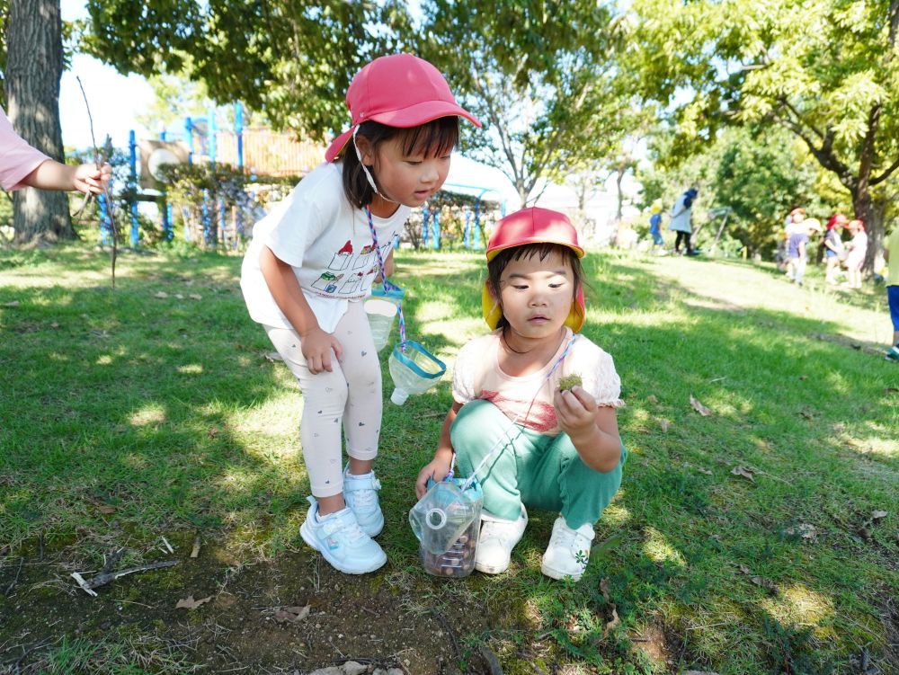 「緑のどんぐり帽子！」
「中のどんぐり大きいねー！」
「これから茶色になるんかな？」
まだ成長しきってないどんぐりも発見☆