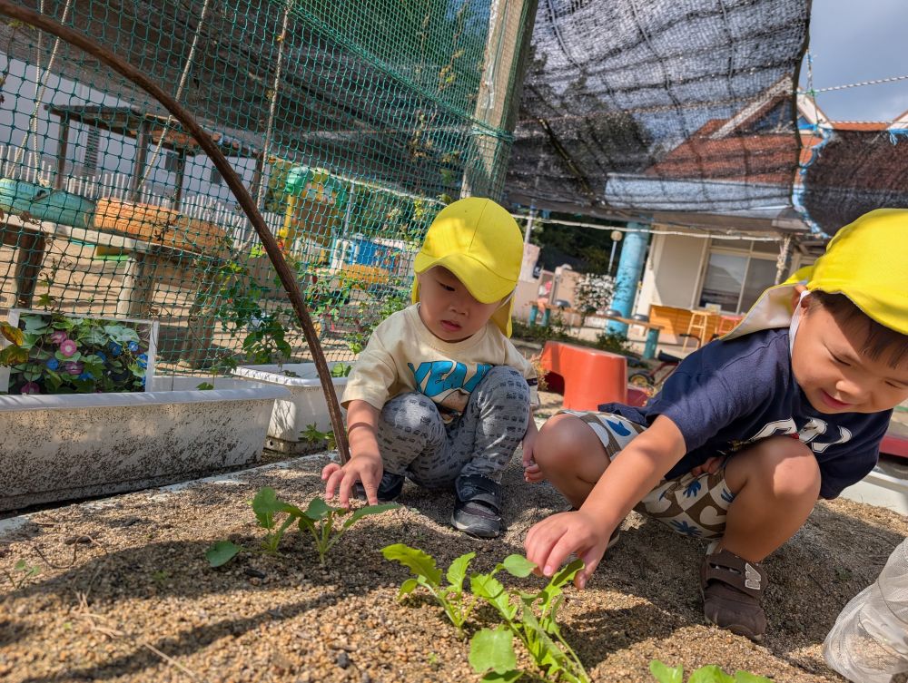 「皆で植えた大根が大きくなってるよ～😊」
と伝えると始まった観察会🌱🔍

じっくりと観察していましたよ♬

