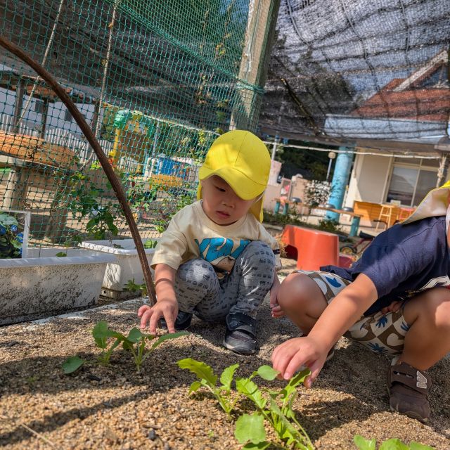 大根が成長してきたよ　〜2歳児　クマ組〜