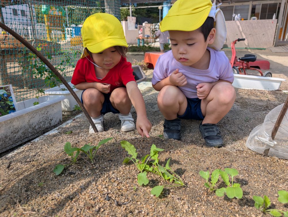 「おっきくなっとる！」
「これ、だいこん？」
「ぬいていい？」
子ども達の声が色々と聞こえます。

まだまだ小さいけど、皆で植えた大根、
順調に成長してますよ✨
早く、大きく、美味しくなぁれ😋