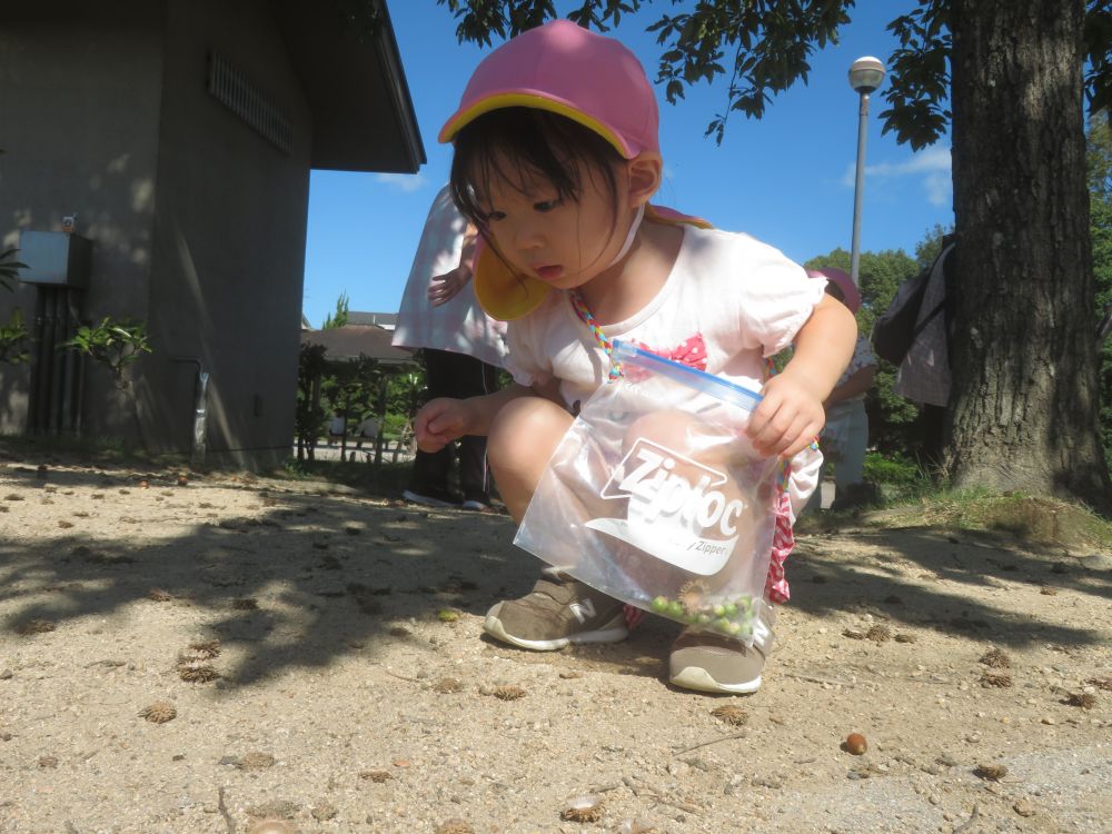 少しずつ涼しくなってきて
戸外遊びを思い切り楽しめる気候になってきました
秋の気持ちのいい風を感じながら
東尾道公園にお散歩に行ってきました！

「どんぐりころころどんぶりこ～」
うたを歌いながらドングリ集めをするMちゃん♡
帽子が付いているのを見つけました！
いろんな形のドングリがあるね