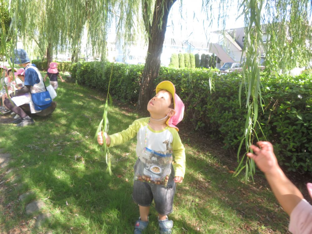 ドングリ集めをしながら公園を散策していると・・・
手が届くところまで垂れている柳を見つけたSくん
興味津々で優しく引っ張ったり触ってみたり
「みてー！」「すごいよー！」
嬉しそうなSくんの声で柳を発見したヒヨコ組さんは
Sくんの真似をして楽しみました