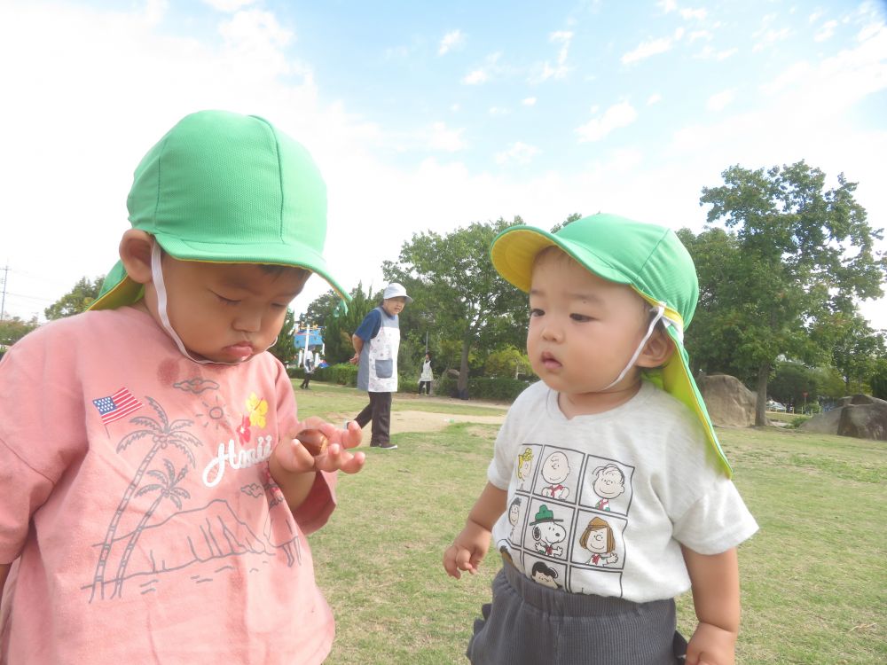 楽しみにしていたお弁当の日
はじめてのお弁当の子もいるウサギ組さん
何だかいつもと違う雰囲気に、朝からソワソワ

TくんとＳくんは、ヒヨコ組さんと一緒に東尾道公園にお散歩に行きました
広い芝生広場をたくさん走り、見つけたどんぐり♡
2人でじっくり観察中